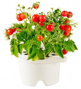 Cherry Tomato Smartpot Cartridge
