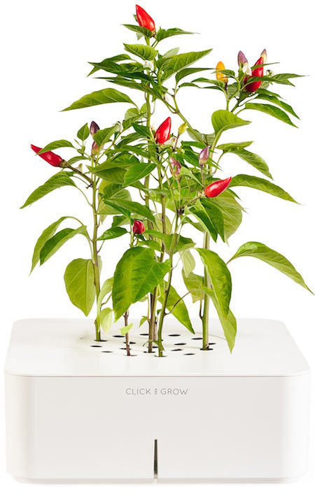 Chili Pepper Smartpot