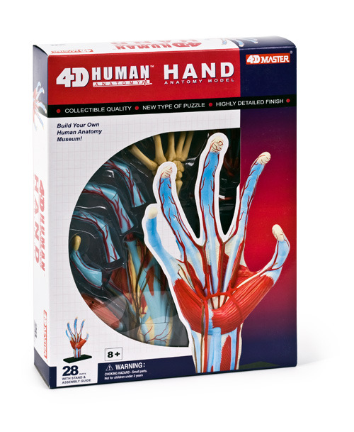 4D-puzzle Human Hand
