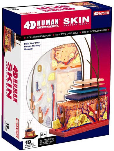 4D-puzzle Human Skin