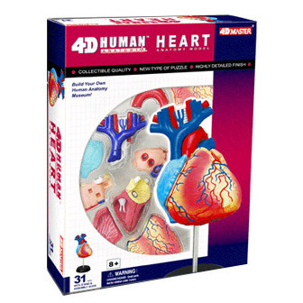 4D-puzzle Human Heart